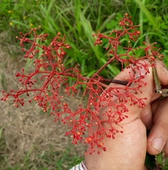 Cissus erosa