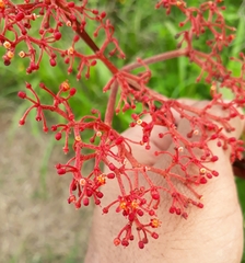 Cissus erosa