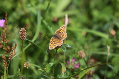 Melitaea pseudornata