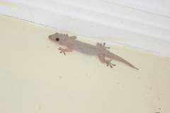 Hemidactylus frenatus