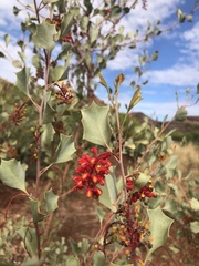 Grevillea wickhamii