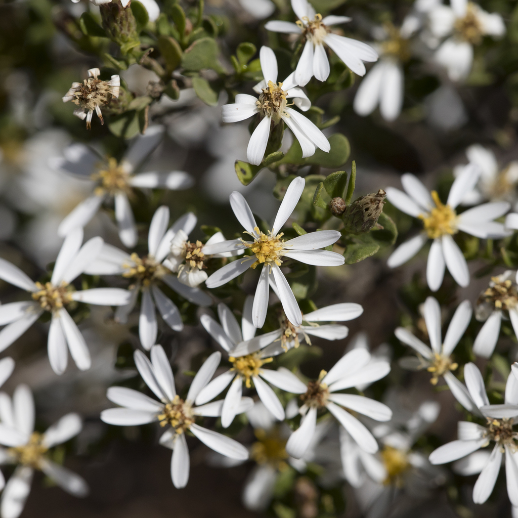 Mueller Daisy-bush