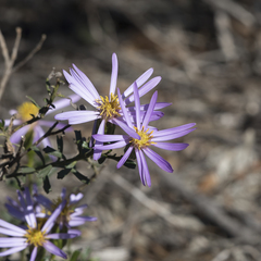 Olearia magniflora