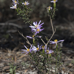 Olearia magniflora