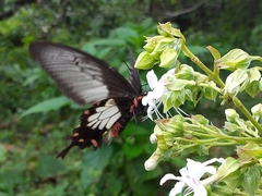 Pachliopta pandiyana