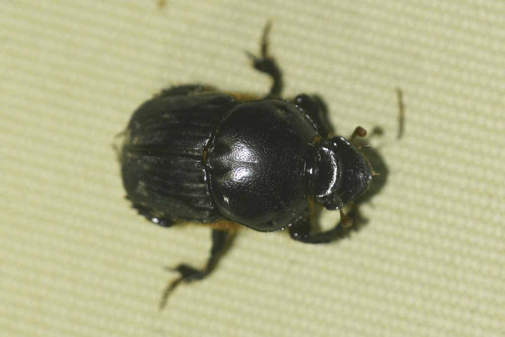 Onitis bilobatus