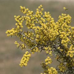 Acacia nyssophylla