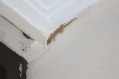 Hemidactylus frenatus