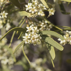 Geijera linearifolia