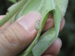 Eugnathus distinctus