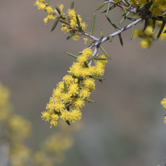 Acacia nyssophylla