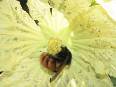 Bombus bicoloratus