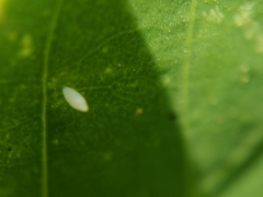Eurema hecabe hecabe