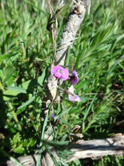Glycine rubiginosa