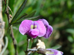 Glycine rubiginosa