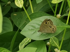 Ypthima baldus madrasa