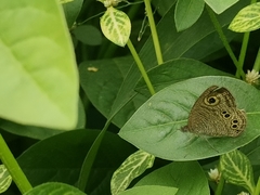 Ypthima baldus madrasa