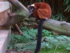 Varecia rubra