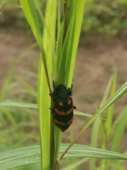 Hycleus biundulatus