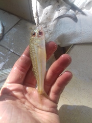 Mullus barbatus ponticus