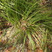 Lomandra confertifolia - Photo (c) Scott W. Gavins,  זכויות יוצרים חלקיות (CC BY-NC), הועלה על ידי Scott W. Gavins