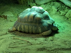 Astrochelys radiata