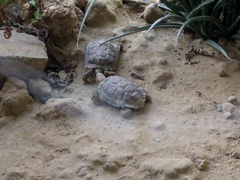 Chersobius signatus