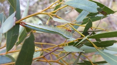 Hylaeora eucalypti