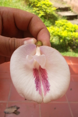 Clitoria javitensis