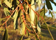 Hylaeora eucalypti