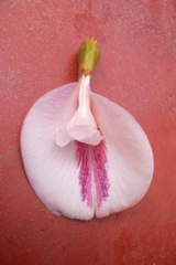 Clitoria javitensis