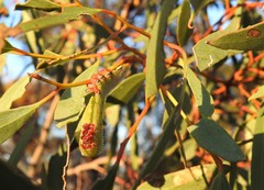 Hylaeora eucalypti
