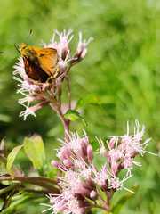 Ochlodes sylvanus
