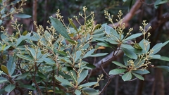 Brachylaena glabra