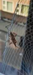 Leptoglossus occidentalis