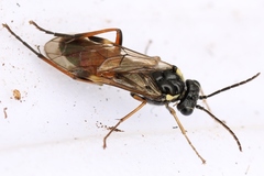 Aglaostigma aucupariae