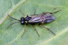 Aglaostigma aucupariae