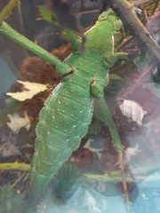 Heteropteryx dilatata