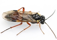 Aglaostigma fulvipes