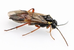 Aglaostigma fulvipes