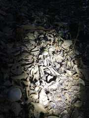 Conocybe apala albipes