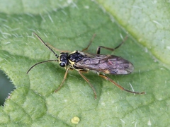 Aglaostigma fulvipes