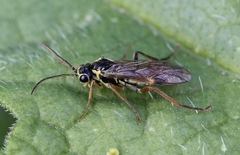 Aglaostigma fulvipes