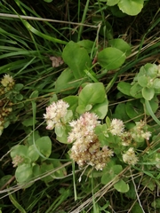 Hylotelephium maximum