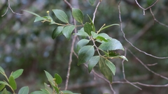 Maytenus peduncularis