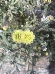 Kunzea ericifolia