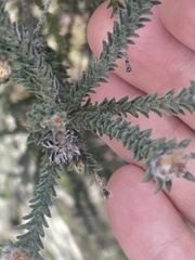 Kunzea ericifolia
