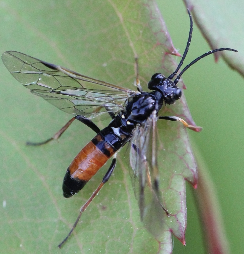 Red-girdled Spindler
