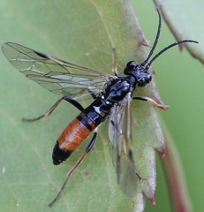 Allantus rufocinctus