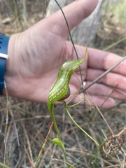 Pterostylis barbata
